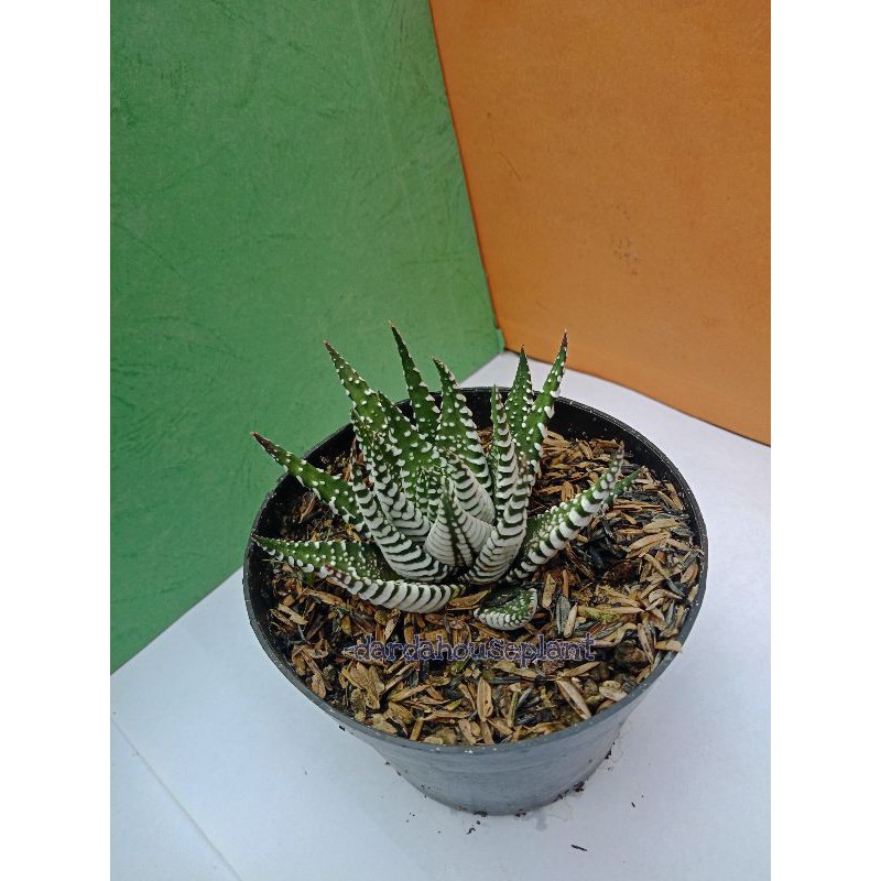 Haworthia Zebra
