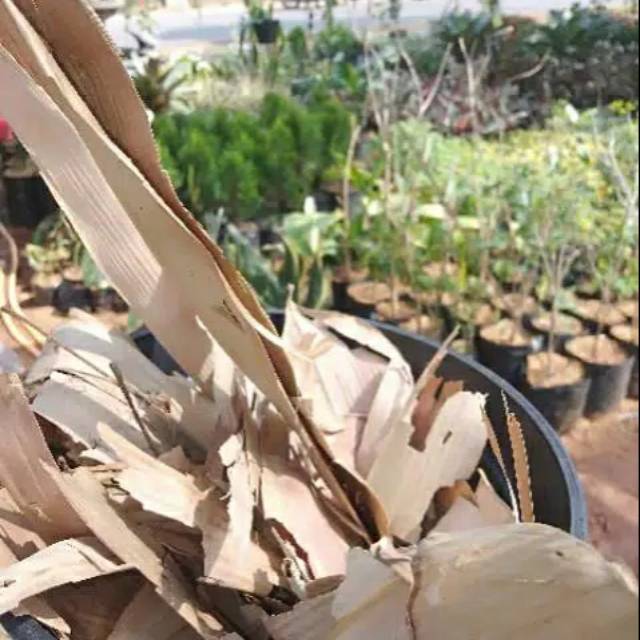 

Media tanam daun bambu media adem daun bambu 1 kg.