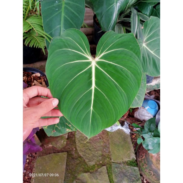 philodendron glorisium