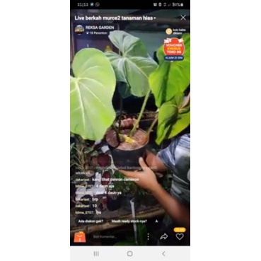 tanaman hias glorisium