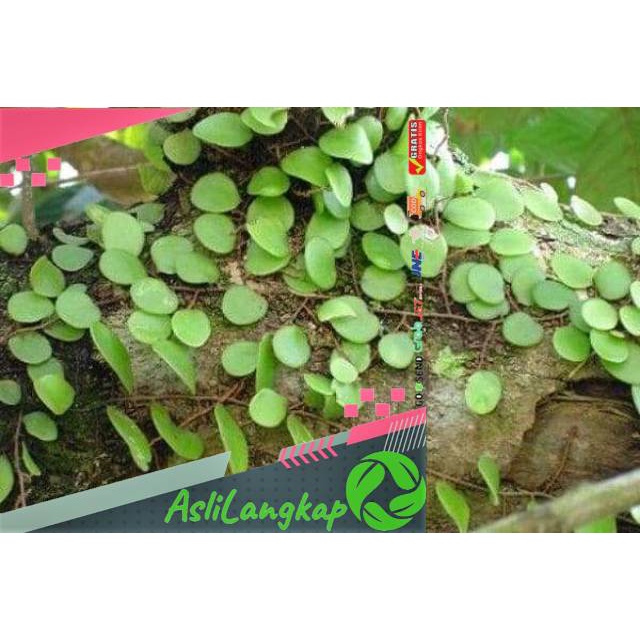 

Sisik naga press(500gram)