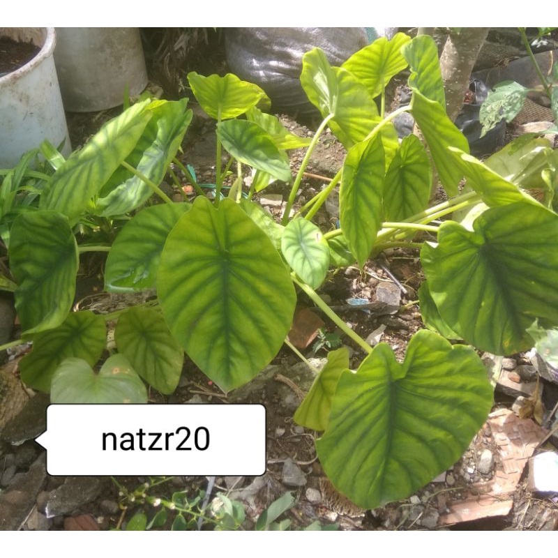 alocasia cuprea /keladi tengkorak hijau