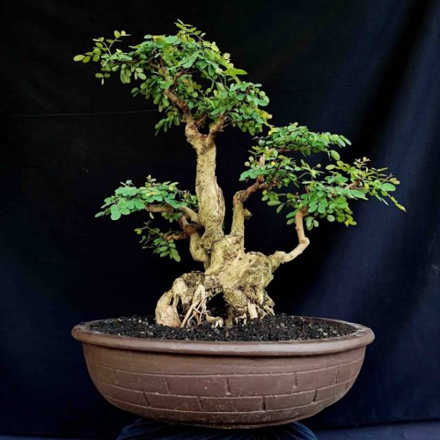 Bonsai Pohon Ileng Ileng Mangsian Tua Unik Shopee Indonesia