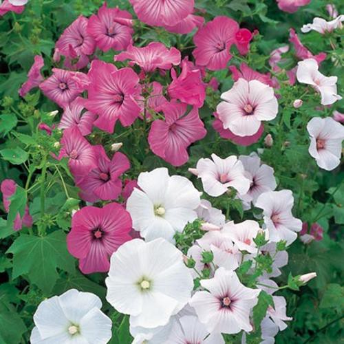 Benih Bibit Biji - Bunga Lavatera Parade Mixed Flower Seeds - IMPORT