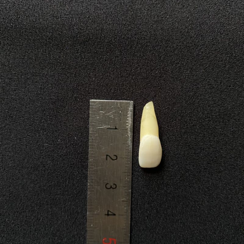 Gigi Asli Praktikum Konservasi