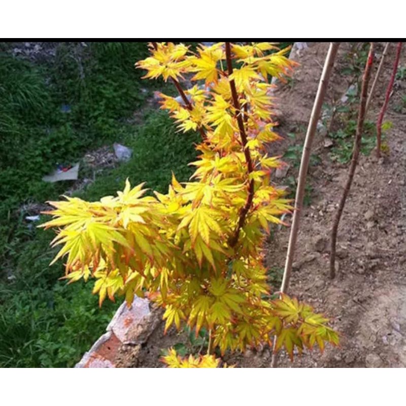 Japanese Maple Katsura (Yellow Maple)