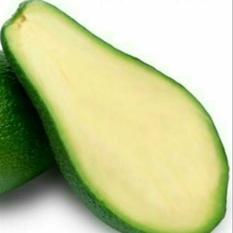 bibit alpukat tanpa biji/seadles unggul