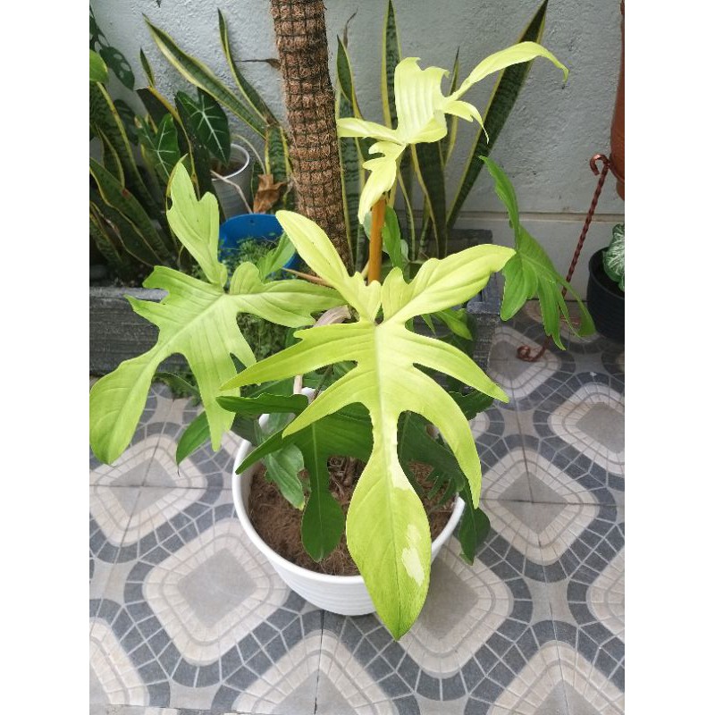 Philodendron florida corak varigata
