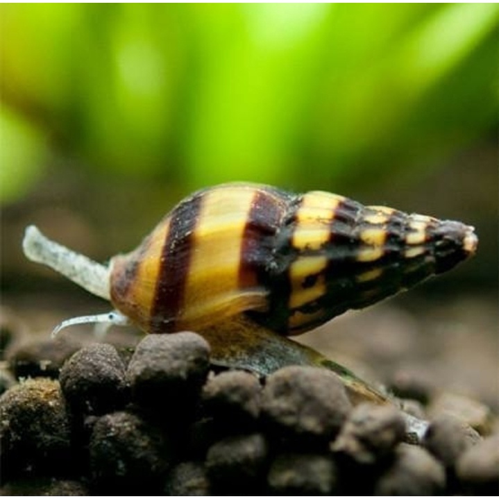 Keong Keong Assasin / Keong pembunuh keong hama / keong hias aquascape