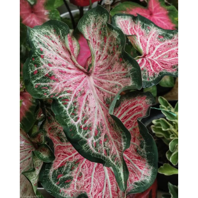 (BISA COD)Tanaman Hias Keladi gingerland anakan / Caladium Thai beauty anakan murah keladi hias ging