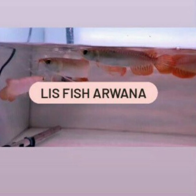 ikan arwana super red chili arwana sr chili