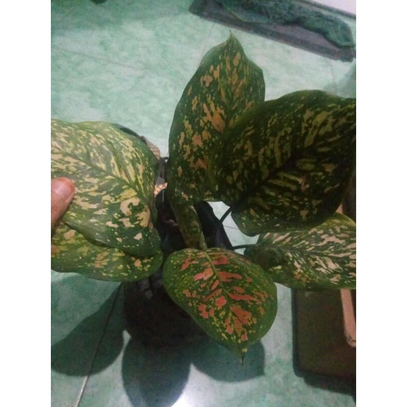 AGLONEMA RUBY CIANG MEI - AGLONEMA BERCAK MERAH min 6 daun ( bisa lebih tergantung stok )