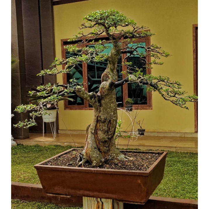 Bonsai LOA