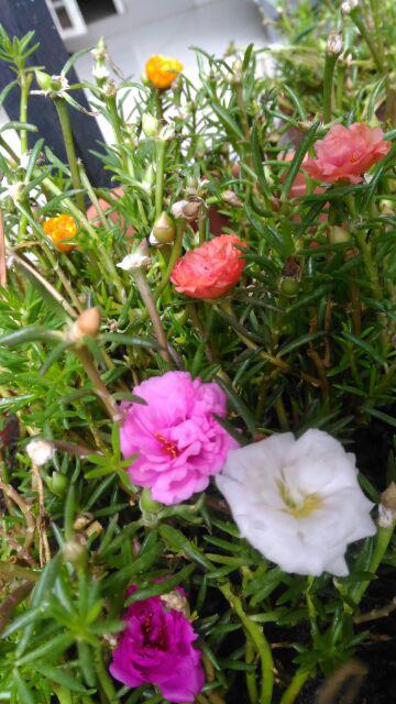 1paket Carnation Lokal