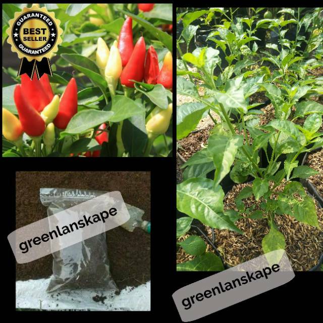Paket Tanaman Cabai Rawit Setan + media tanam