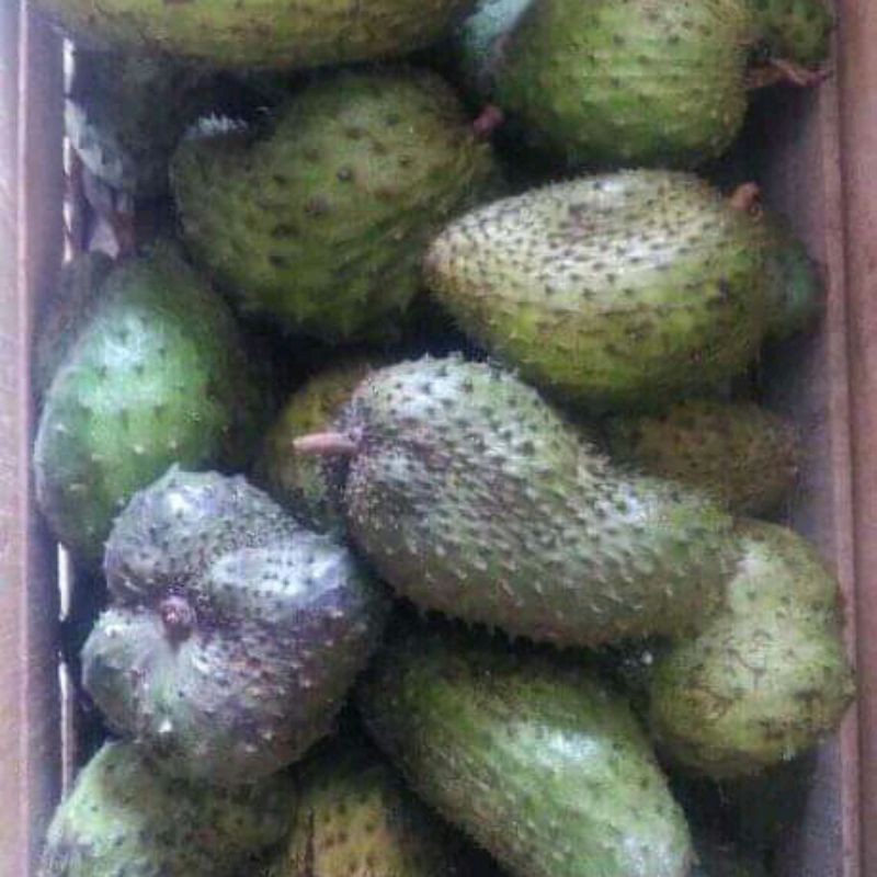 

buah sirsak matang 1kg