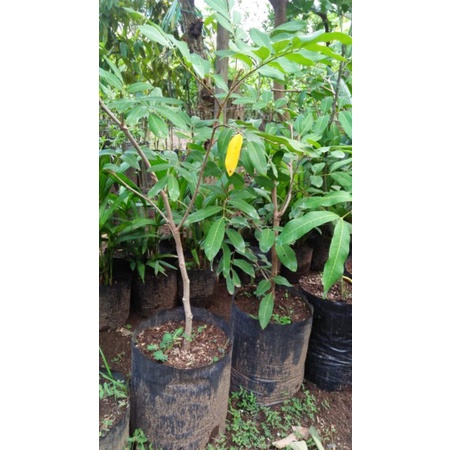 klengkeng puangray hasil cangkok