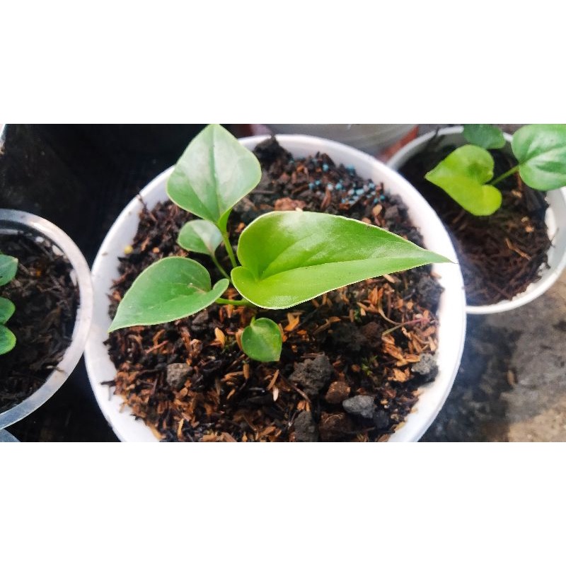 bibitan anturium corong