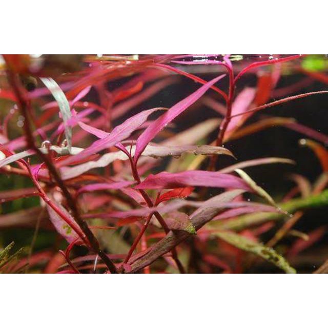 Polygonum Sao paulo Red ( Tanaman aquascape Merah )