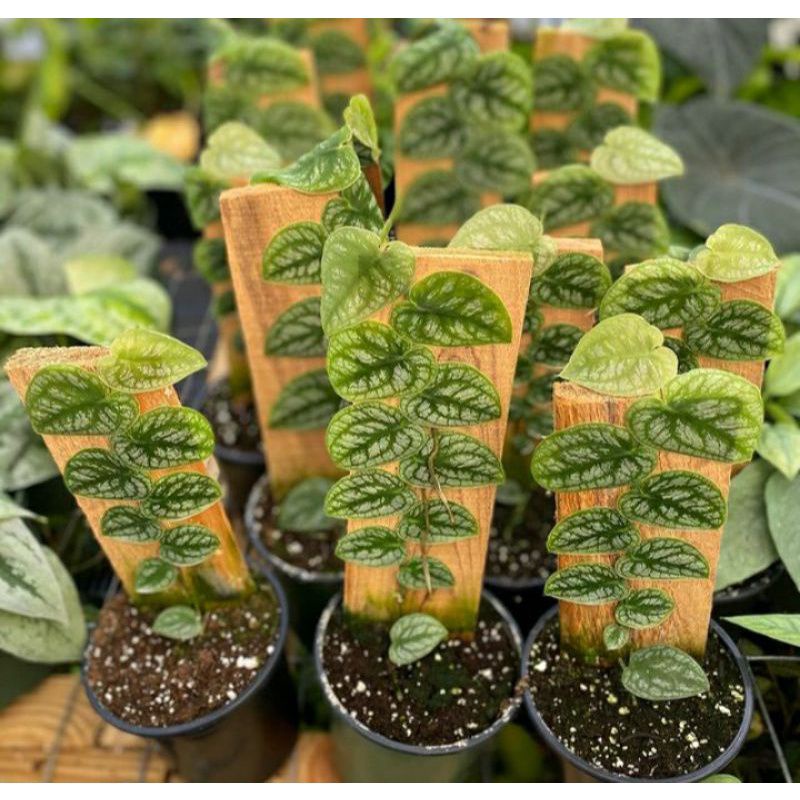 PROMO Bibit Monstera Dubia Bonggol monstera Dubia Ekonomis