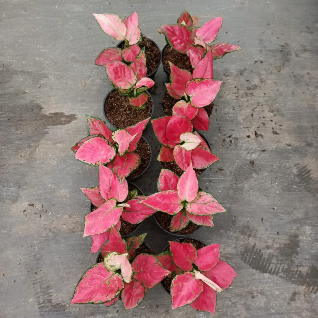 

bunga aglonema red anjamani paket 10 pohon