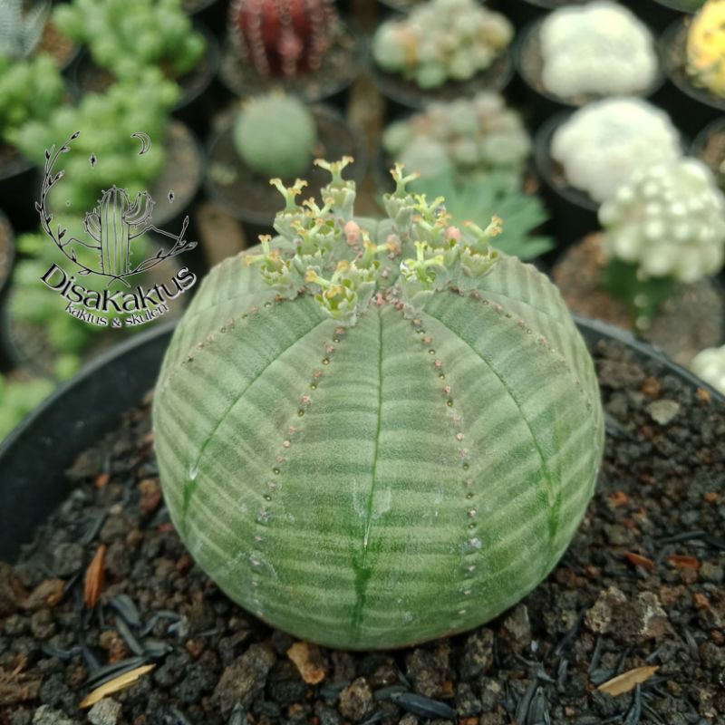 KAKTUS SKULEN - euphorbia obesa