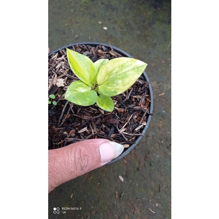 jemani kobra varigata bibit