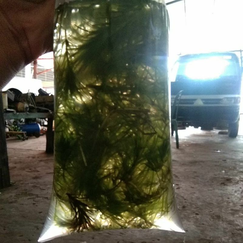 rumput hydrilia,aquarium,aquascape,rumput,hydrylia,channa,cupang