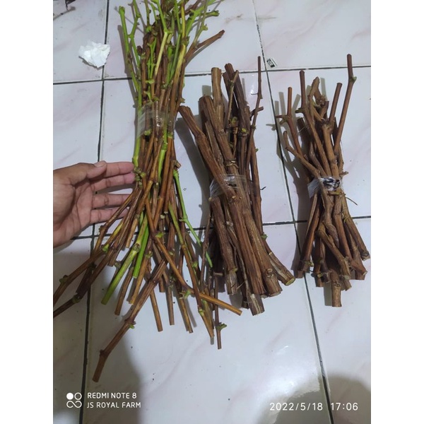 paket cutting anggur import