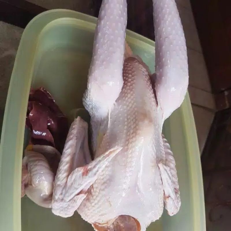 

Ayam Kampung Utuh