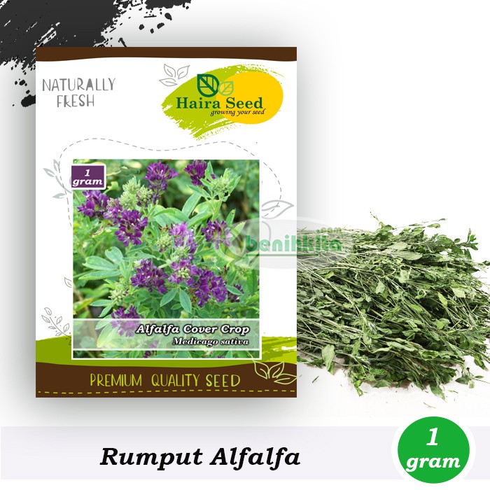 Benih-Bibit Rumput Alfalfa (Haira Seed)