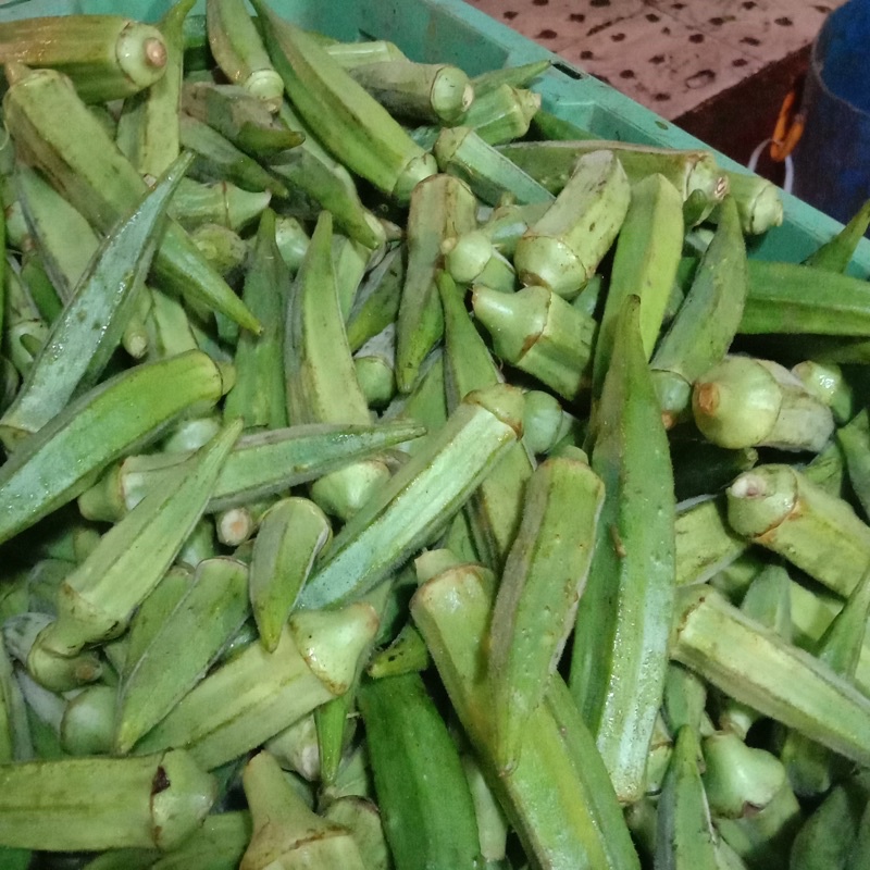 

Okra / mindi 250gram Rp 7.000