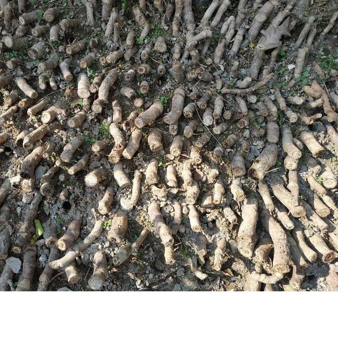 Terbaik 11 11 Tunas Monstera King Siap Kirim Shopee Indonesia