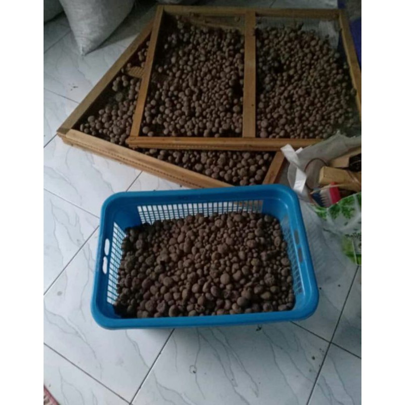 BENIH PORANG MURAH BIBIT KATAK PORANG MURAH ASLI DORMAN