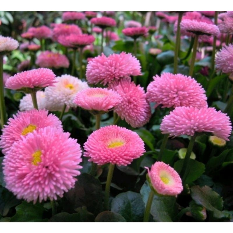 benih BUNGA BELLIS PERENNIS tasso MIX english daisy isi 1 biji