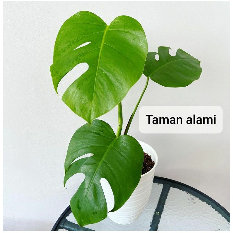 tanaman hias monstera king - monstera king