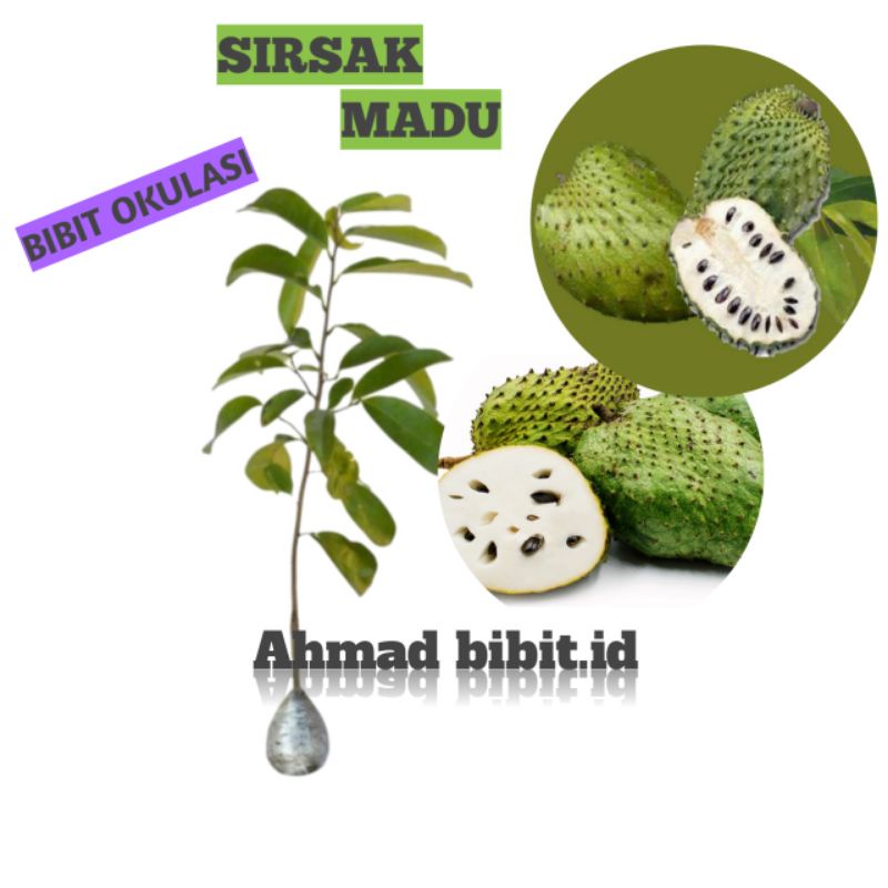 Obral Bibit Tanaman Buah Sirsak Madu Okulasi Bibit Sirsak Madu Bibit Sirsak Cepat Berbuah Bibit