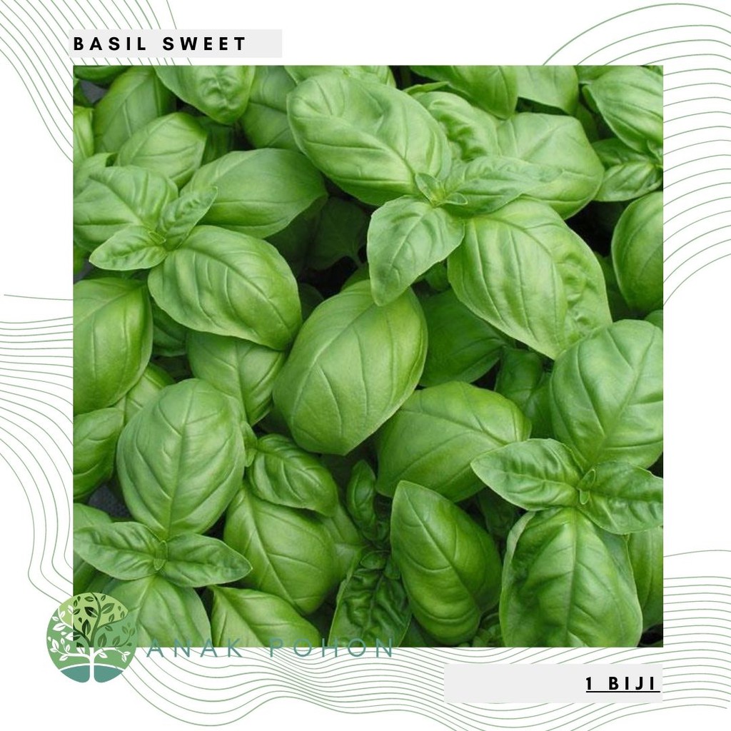 Benih Bibit Biji - Basil Sweet (Ocimum basilicum) Herb Seeds - IMPORT