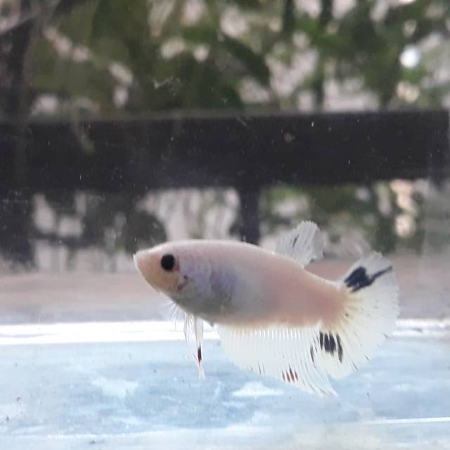 Hiasan akuarium Betina Ikan cupang hias jenis HMPK marble