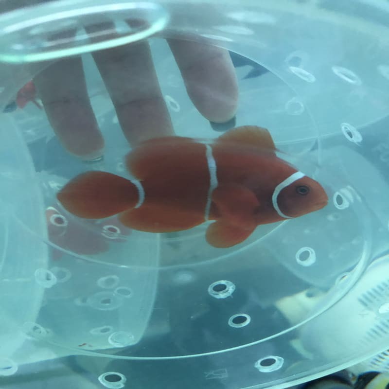 

ikan hias laut balong merah