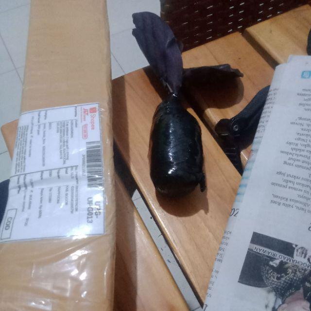 Tanaman Hias Calathea Green Lipstik