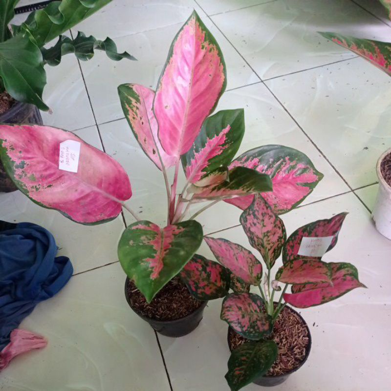 aglonema kocin dan ruby garuda kk akuazka