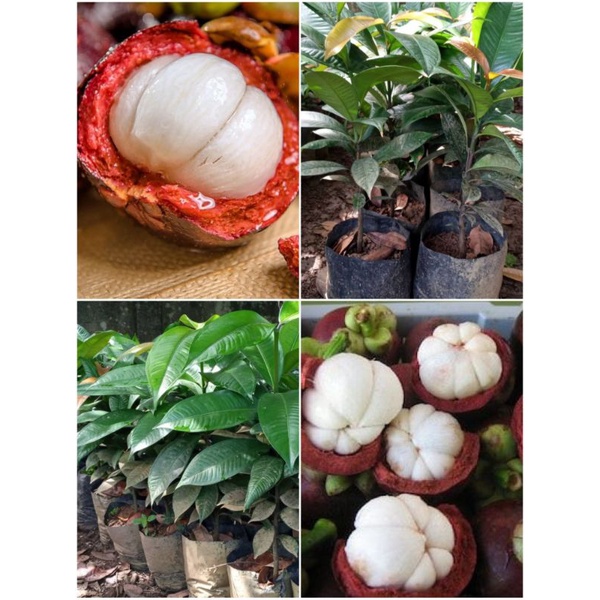 BIBIT BUAH MANGGIS BISA COD