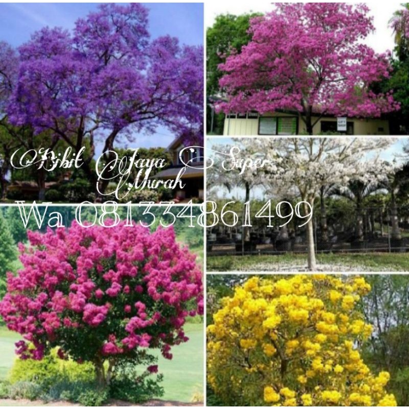1 Paket Isi 5 Bibit Bunga Sakura Tabebuya 5 Warna SuperMurah