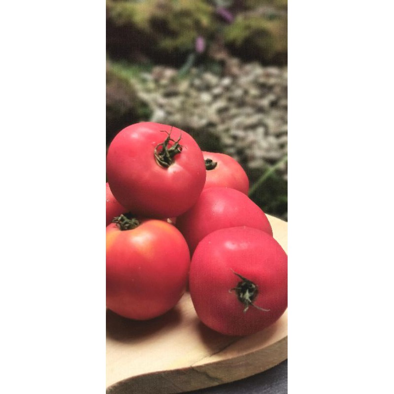 

Tomat Momotaro Organik / MOMOTARO Tomato 500gr