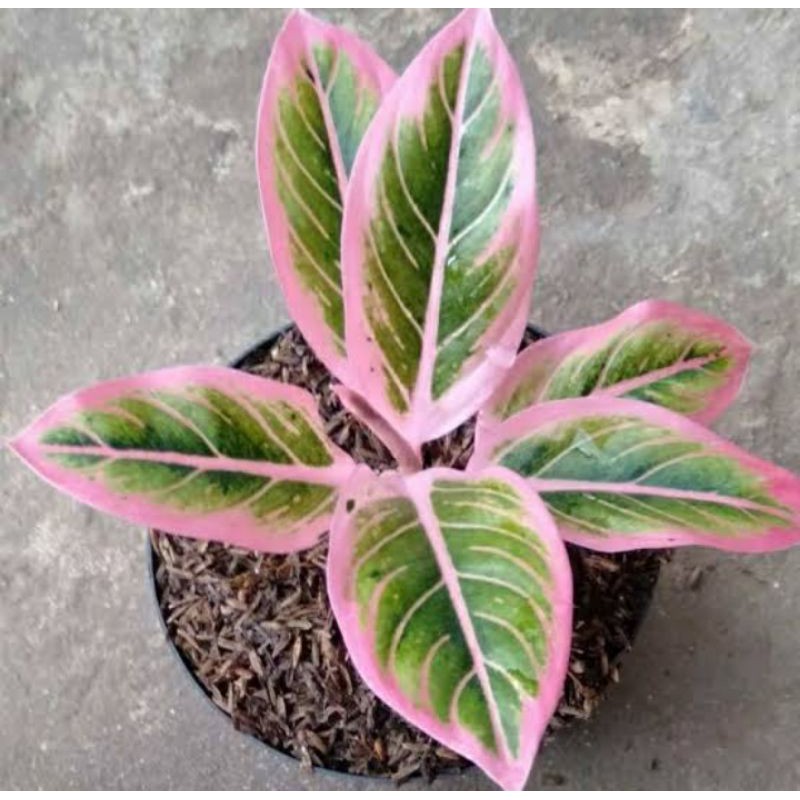 Aglaonema Lotus Delight