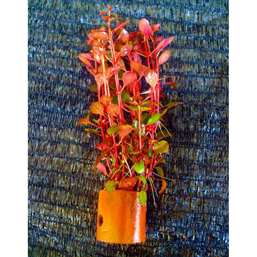 Red Malang Ludwigia Sp. Tanaman Air Aquascape