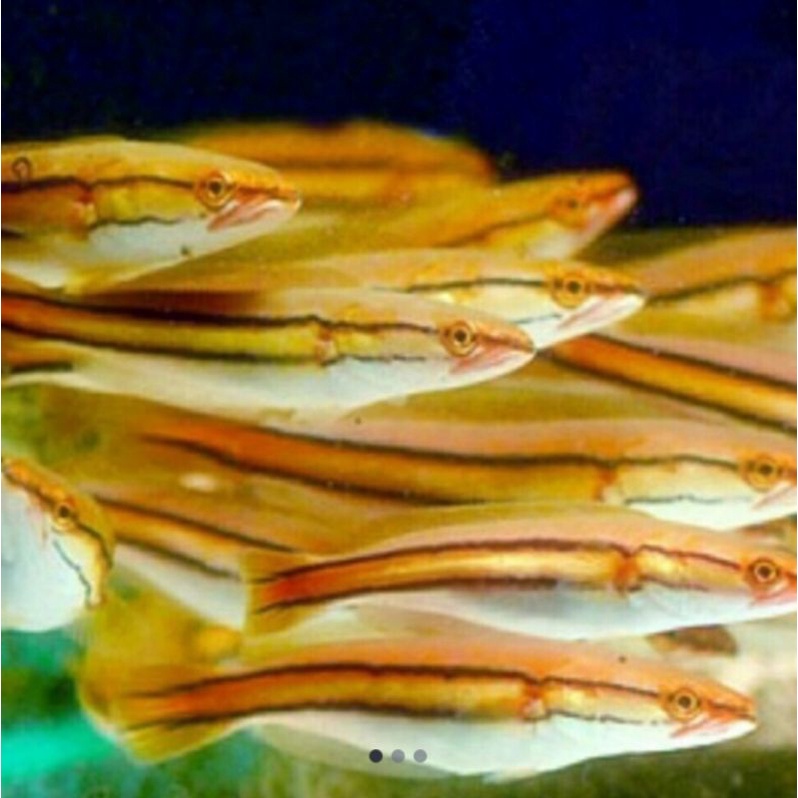 ikan hias gabus toman