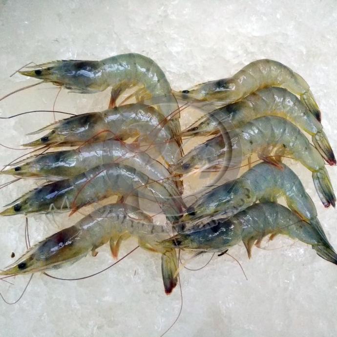 

Jual Udang Vaname segar per kg