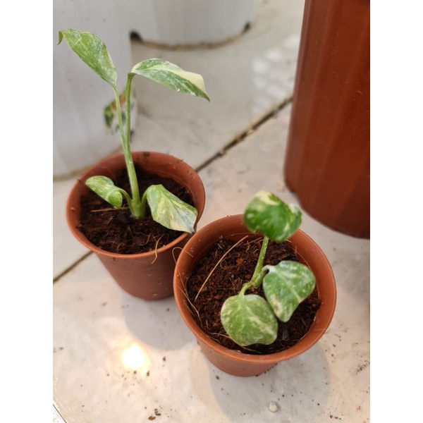 Monstera Thailand Constellation (Monthai) Var